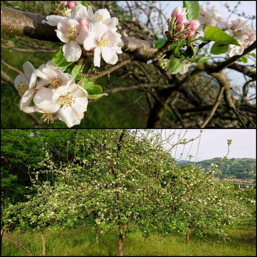 La cosecha de 2016 ya está en flor